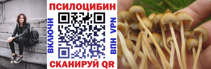 кракен ТОР  купить наркотик  Шимановск  Псилоцибиновые грибы Psilocybe 
